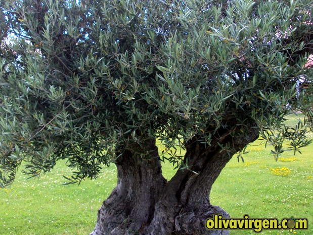 Árbol de olivo
