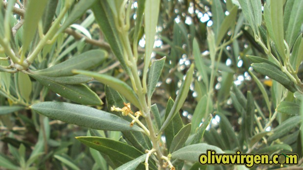 Hojas de olivo